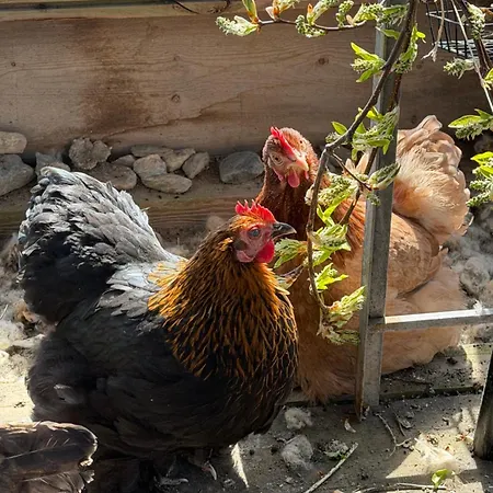 Alloggio per agriturismo Stabbur - Ovre Sveum